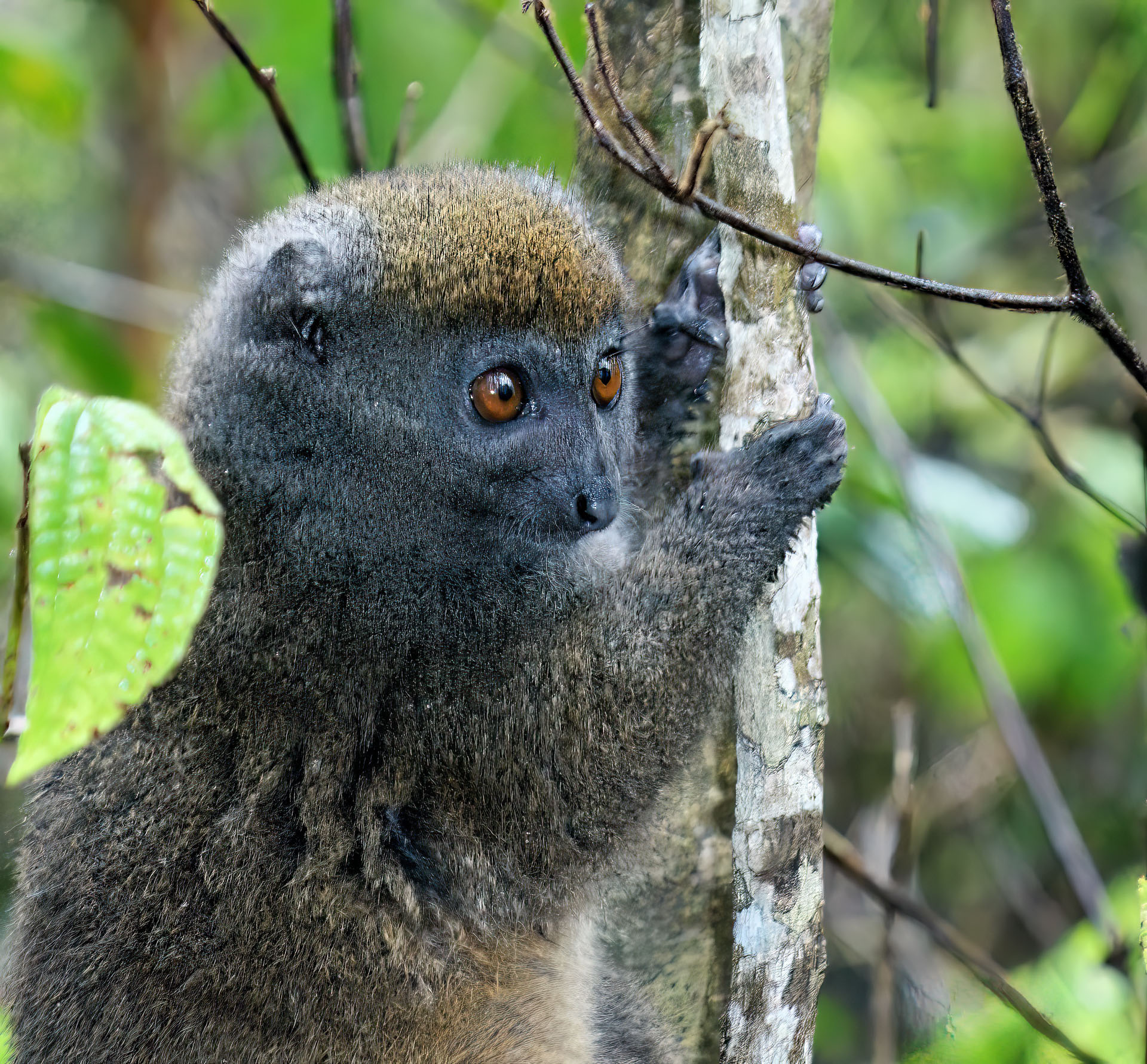 Bambuslemur (Prolemur simus)